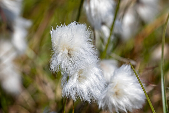Close up cotton plant flower heads in crctic Greenland