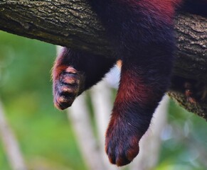 Portrait du panda roux