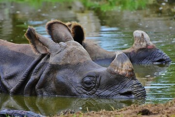 Un rhinocéros au frais