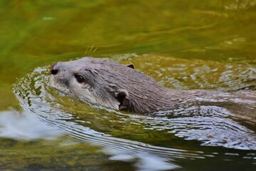 Portrait d'une loutre