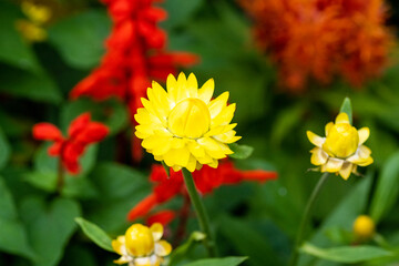 red yellow flower