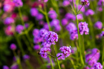 Obraz premium field of lavender