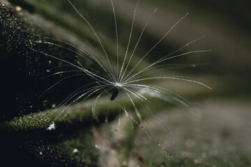 Close up photograph of hairy white flower on the leaf in the garden