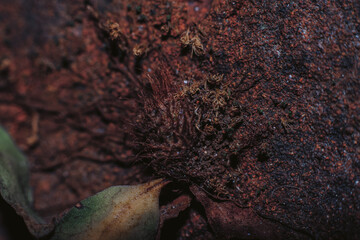 Close up photograph of dry fern on the wall in the yard during the day