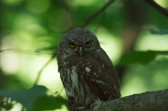Small owl(maybe Glaucidium passerinum) sitting on tree branch with mouse in claws
