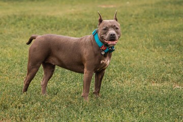 American pit bull. Thoroughbred dog. A breed for experienced dog breeders. A reliable defender of...