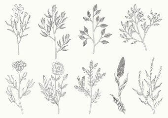 Flower and leaves set. Different floral elements in sketch style. Vector composition for designing greeting cards or invitations