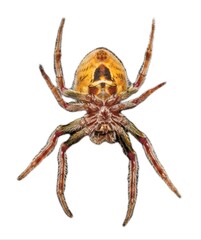 female Tropical orb weaver spider - Eriophora ravilla - isolated cutout on white background.  View from ventral