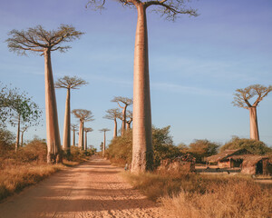 Fototapeta na wymiar Baobab trees near Morondava, Madagascar, Africa