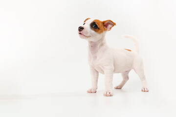 a jack russell terrier puppy on a white background. poster