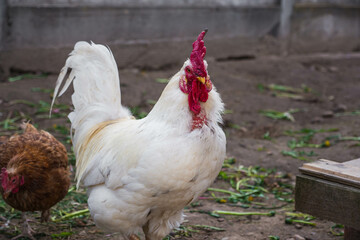 chickens and roosters walk free-range and peck grass on rural countryside. Poultry farming and home farm. Organic antibiotic hormone free farming poultry Concept