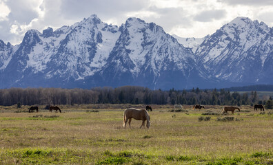 Fototapeta na wymiar Wild Horse on a green grass field with American Mountain Landscape in Background. Grand Teton National Park, Wyoming, United States of America.