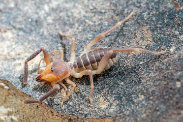 Solifuge on a rock