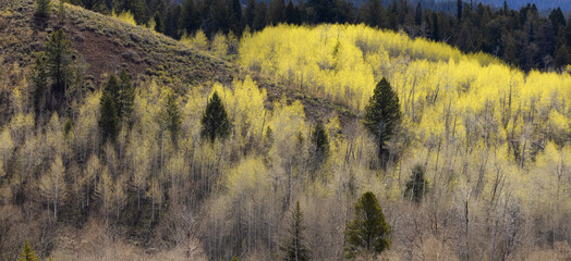 Trees, Land and Mountains in American Landscape. Spring Season. Grand Teton National Park. Wyoming,...