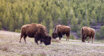 Bison eating grass in American Landscape. Yellowstone National Park. United States. Nature Background.