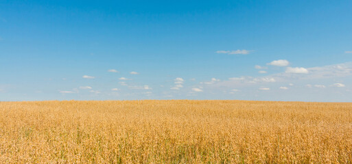 Field of growing oats