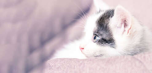Small kitten laying on a sofa. Copy space. Banner