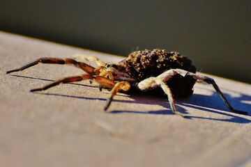 L'araignée Loup et ses nombreux bébés