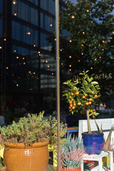 Restaurant showcase with oranges and flowers