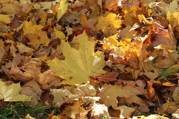 autumn yellow bright leaves against the background of other leaves. Falling maple leaves onset autumn change season why trees shed their foliage