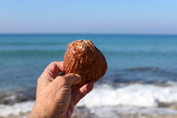 Stones and shells in a city park on the Mediterranean coast.
