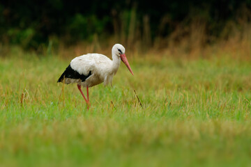 Obraz na płótnie Canvas White Stork - Ciconia ciconia on the summer field in Europe searching fot the food. Big black and white bird with the red beak eating worms and rodents