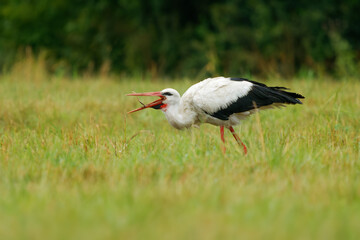White Stork - Ciconia ciconia on the summer field in Europe searching fot the food. Big black and white bird with the red beak eating worms and rodents