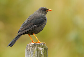 Great Thrush - Turdus fuscater bird in Turdidae found in South America, inhabits subtropical or tropical moist montane forests and high-altitude shrubland, dark bird with orange leggs and beak