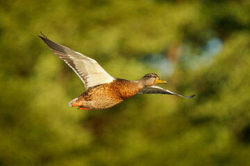 Mallard or wild duck - Anas platyrhynchos is duck from Americas, Eurasia and North Africa, introduced to New Zealand, Australia and South Africa, subfamily Anatinae of family Anatidae, flying bird