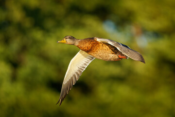 Mallard or wild duck - Anas platyrhynchos is duck from Americas, Eurasia and North Africa, introduced to New Zealand, Australia and South Africa, subfamily Anatinae of family Anatidae, flying bird