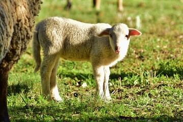 Naklejka na ściany i meble Dans l'intimité des moutons
