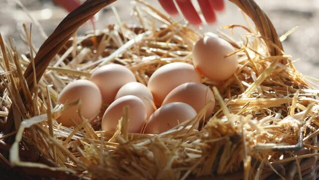 picking up organic eggs to the backet