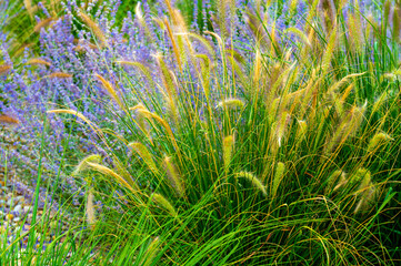 Beautiful picture of flowers - violet lavenders and green, saturated vibrant grasses in bloom. Lovely nature in the bloom - blossom flowers.