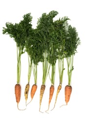 Seven fresh carrots with greens on white