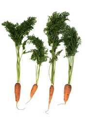 Four fresh carrots with greens on white