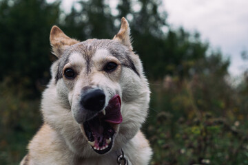 portrait of a dog