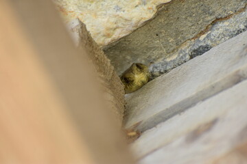 Une couleuvre de Montpellier dans le jardin