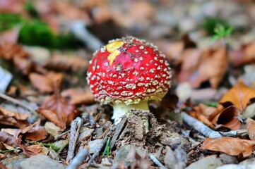 L'amanite Tue-mouches