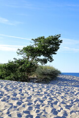 Pine tree on the beach