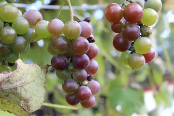 the grapes on the branch are red green close-up. Cultivation of grape fruits berries. Homemade winemaking grape variety