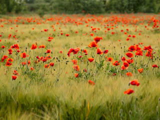Red poppy flowers on field of rye. Green plants with red buds. Beautiful and fragile flowers at summer.
