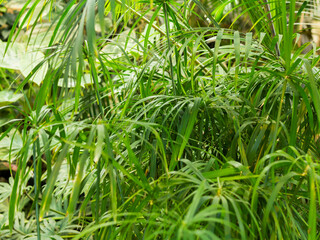 Full framed photo of Cyperus alternifolius, umbrella papyrus, umbrella sedge or umbrella palm. Green foliage of a grass-like plant.
