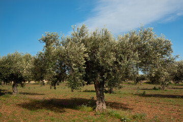 Obraz premium There are several olive trees in an olive field in Sicily. The trees are green, the sky is blue. There are white clouds in the sky.