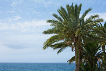 Fototapeta na wymiar Palm trees by the sea with blue sky