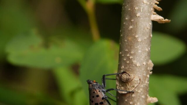 Spotted Lanternfly Climbing Tree, Stops