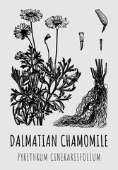 Hand drawn pharmaceutical dalmatian chamomile PYRETHRUM CINERARIIFOLIUM. Graphic illustration for print and other decorations. Alternative medicine, beauty, cosmetics and medicinal herbs.