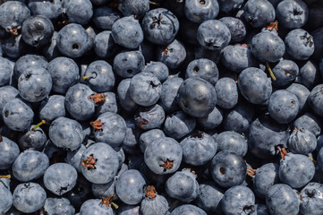 Top view of fresh great bilberry background. Fresh blueberries, healthy food, diet 