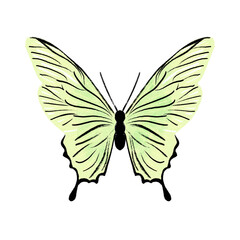 Green Hand Painted Butterfly