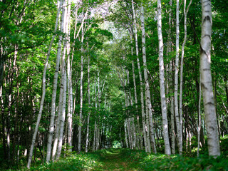白樺の並木道