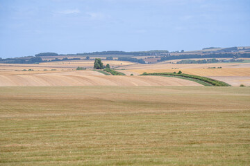 Fototapeta na wymiar parched beige summer agricultural rolling landscape, clear blue sky